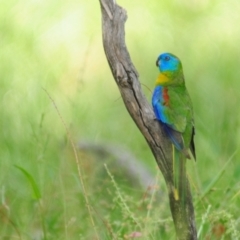 Neophema pulchella at Grenfell, NSW - suppressed