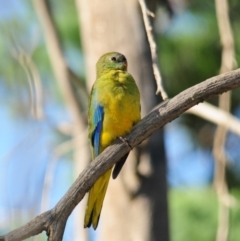 Neophema pulchella at Grenfell, NSW - suppressed