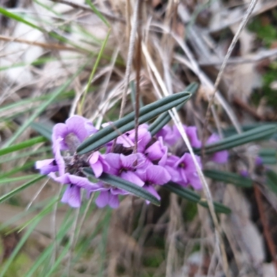 Hovea heterophylla (Common Hovea) at Albury - 9 Jul 2021 by ClaireSee