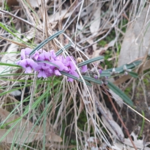 Hovea heterophylla at West Albury, NSW - 9 Jul 2021 05:01 PM