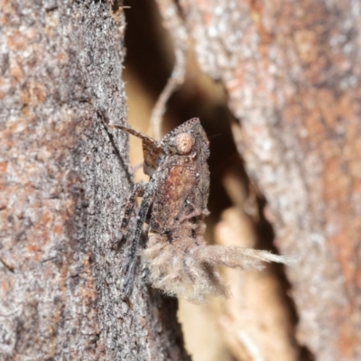 Platybrachys sp. (genus) (A gum hopper) at Downer, ACT - 9 Apr 2021 by TimL