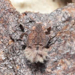 Platybrachys sp. (genus) at Downer, ACT - 9 Apr 2021