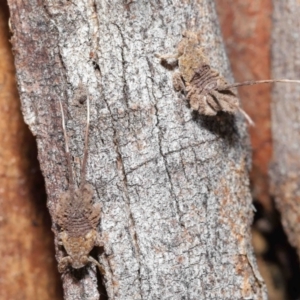 Platybrachys sp. (genus) at Downer, ACT - 9 Apr 2021