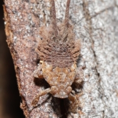 Platybrachys sp. (genus) at Downer, ACT - 9 Apr 2021