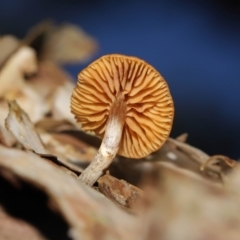 Unverified Cap on a stem; gills below cap [mushrooms or mushroom-like] at Downer, ACT - 2 Jul 2021 by TimL