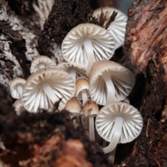 Mycena sp. (Mycena) at Acton, ACT - 2 Jul 2021 by TimL