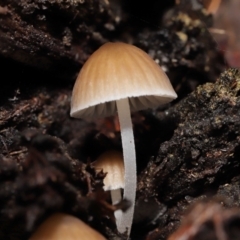 Mycena sp. at Acton, ACT - 2 Jul 2021