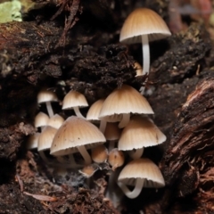 Mycena sp. at Acton, ACT - 2 Jul 2021