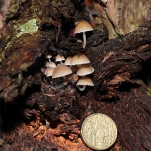 Mycena sp. at Acton, ACT - 2 Jul 2021