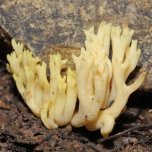 Ramaria sp. at Downer, ACT - 2 Jul 2021