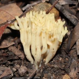 Ramaria sp. at Downer, ACT - 2 Jul 2021