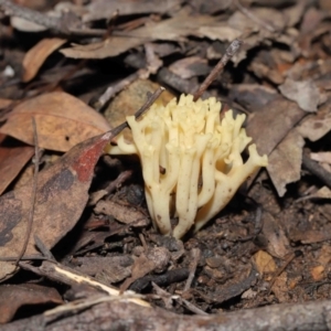 Ramaria sp. at Downer, ACT - 2 Jul 2021 12:16 PM