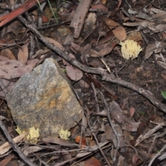 Ramaria sp. at Downer, ACT - 2 Jul 2021 12:16 PM