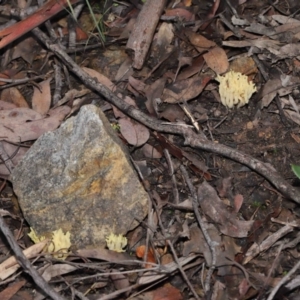 Ramaria sp. at Downer, ACT - 2 Jul 2021