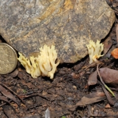 Ramaria sp. at Downer, ACT - 2 Jul 2021