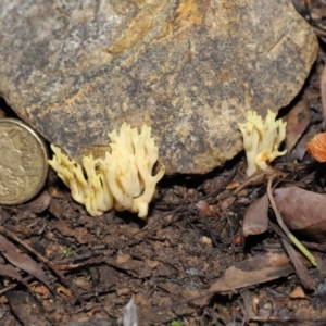 Ramaria sp. at Downer, ACT - 2 Jul 2021