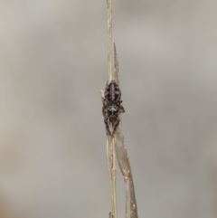 Unverified Spider at Acton, ACT - 25 Jun 2021 by TimL