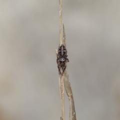 Unidentified Spider (Araneae) at ANBG - 25 Jun 2021 by TimL