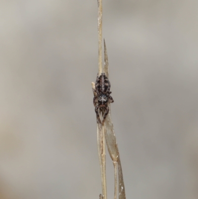 Unidentified Spider (Araneae) at Acton, ACT - 25 Jun 2021 by TimL