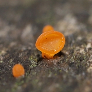 Heterotextus sp. at Acton, ACT - 2 Jul 2021