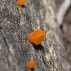 Heterotextus sp. at Acton, ACT - 2 Jul 2021