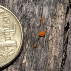 Heterotextus sp. at Acton, ACT - 2 Jul 2021 01:04 PM