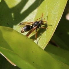 Eumeninae (subfamily) (Unidentified Potter wasp) at Pambula Beach, NSW - 24 Apr 2021 by KylieWaldon