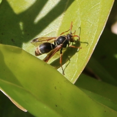 Eumeninae (subfamily) (Unidentified Potter wasp) at Pambula Beach, NSW - 24 Apr 2021 by Kyliegw