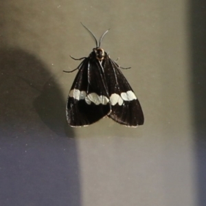 Nyctemera amicus at Pambula Beach, NSW - 24 Apr 2021