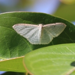 Poecilasthena pulchraria at Pambula Beach, NSW - 24 Apr 2021 by KylieWaldon