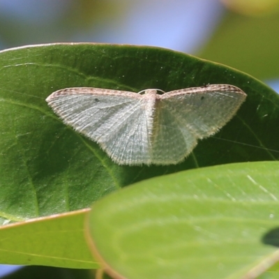 Unidentified Geometer moth (Geometridae) at Pambula Beach, NSW - 24 Apr 2021 by KylieWaldon