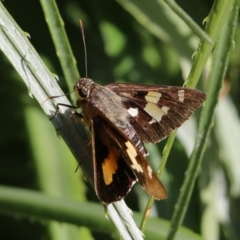 Trapezites iacchoides (Silver-studded Ochre) at Pambula Beach, NSW - 24 Apr 2021 by KylieWaldon