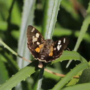 Trapezites iacchoides at Pambula Beach, NSW - 24 Apr 2021