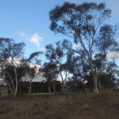 Eucalyptus pauciflora (A Snow Gum) at QPRC LGA - 10 Jul 2021 by michaelb