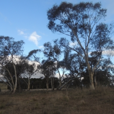 Eucalyptus pauciflora (A Snow Gum) at Six Mile TSR - 10 Jul 2021 by michaelb