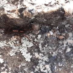 Unidentified Wolf spider (Lycosidae) (TBC) at Paddys River, ACT - 8 Jul 2021 by AlisonJ