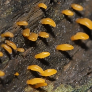 Calocera sp. at Downer, ACT - 2 Jul 2021 12:27 PM