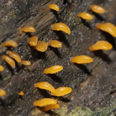 Calocera sp. (A stagshorn fungus) at Downer, ACT - 2 Jul 2021 by TimL