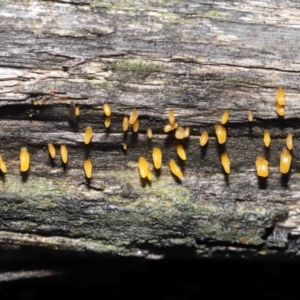 Calocera sp. at Downer, ACT - 2 Jul 2021 12:27 PM