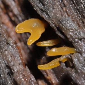 Calocera sp. at Downer, ACT - 2 Jul 2021