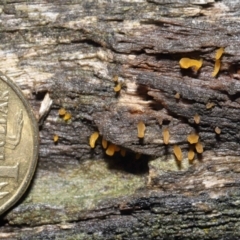 Calocera sp. at Downer, ACT - 2 Jul 2021