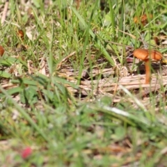 Laccaria sp. (Laccaria) at Federation Hill - 11 Jul 2021 by Kyliegw