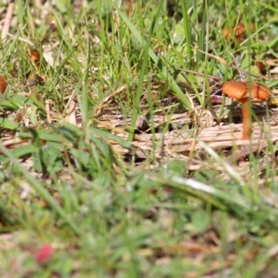 Laccaria sp. (Laccaria) at West Wodonga, VIC - 11 Jul 2021 by Kyliegw