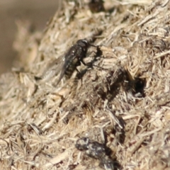 Helina sp. (genus) (Muscid fly) at Wodonga - 11 Jul 2021 by Kyliegw
