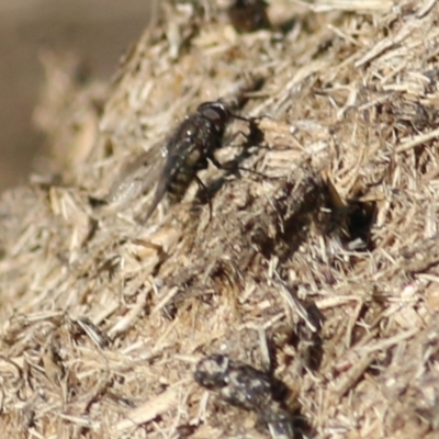 Helina sp. (genus) (Muscid fly) at Wodonga - 11 Jul 2021 by Kyliegw