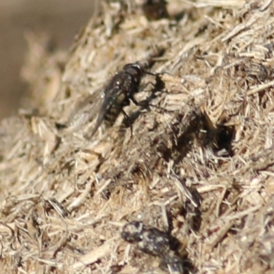 Helina sp. (genus) (Muscid fly) at Federation Hill - 11 Jul 2021 by Kyliegw