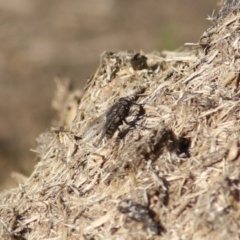 Helina sp. (genus) at West Wodonga, VIC - 11 Jul 2021