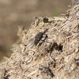 Helina sp. (genus) at West Wodonga, VIC - 11 Jul 2021 11:04 AM