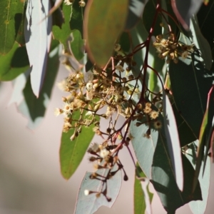 Eucalyptus polyanthemos at West Wodonga, VIC - 11 Jul 2021 10:44 AM