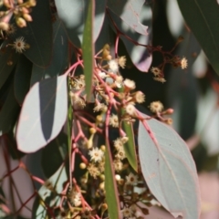 Eucalyptus polyanthemos at West Wodonga, VIC - 11 Jul 2021 10:44 AM